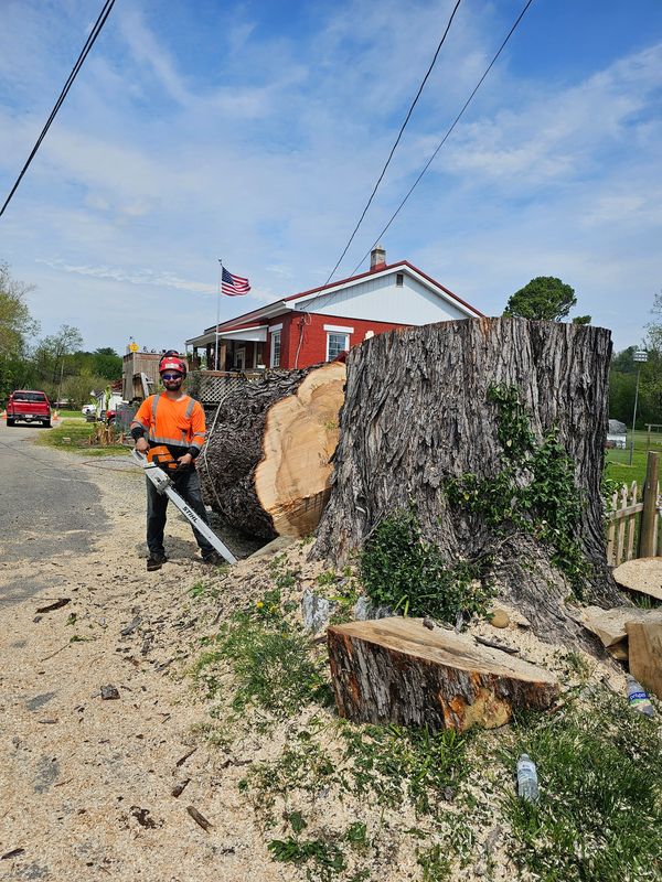 A large Maple tree that our competitors turned down! It was 6 feet in diameter at its widest point!