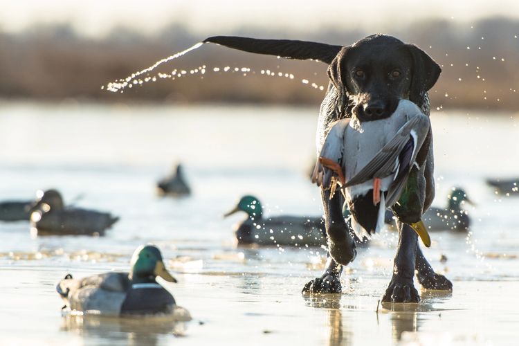 Duck Hunting Guides - Commander's Corner