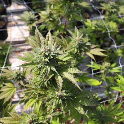 Cannabis Pflanze