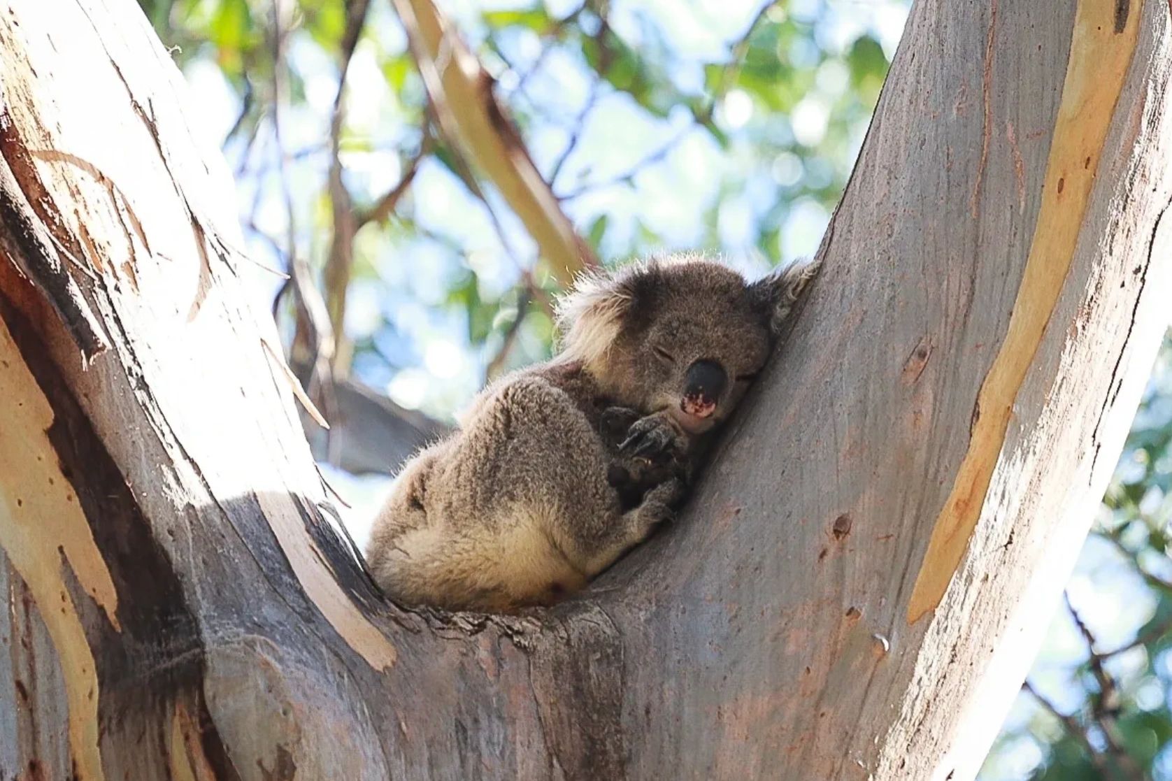 Ballarat Wildlife Hospital Incorporated logo