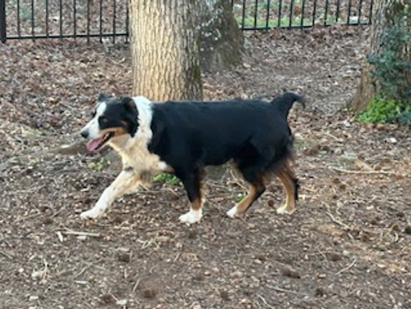 A black and white dog walking on dirt near trees and a fence.