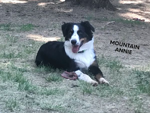Happy black and white dog lying on grass with a bone.