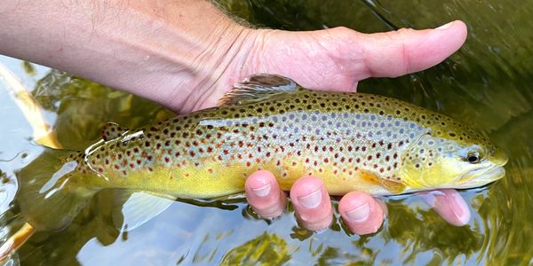 Trout in a fisherman's hand