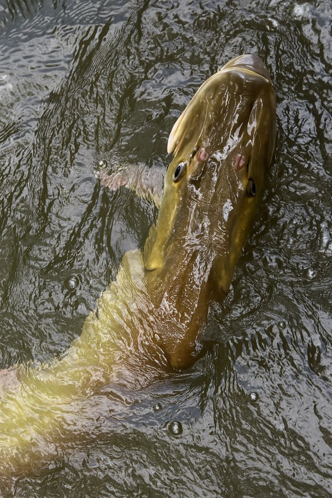 a musky fish at the side of the boat