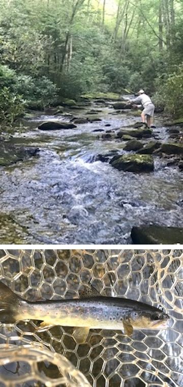 brown trout bradley creek