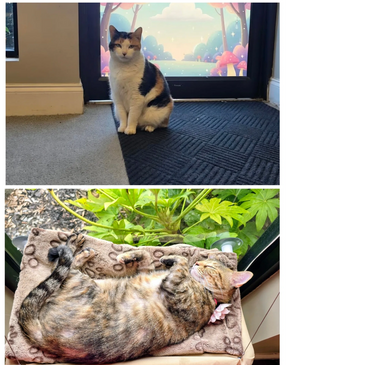 Meet Fiadh aka FiFi (Top) and Gypsie (Bottom)
