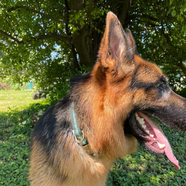 A smiling german shepherd gazing off in the distance.

