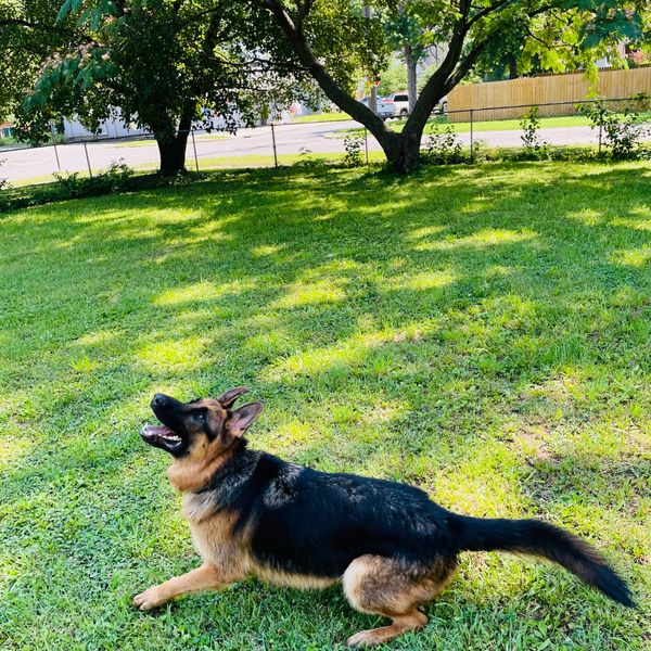A german shepherd looking up in anticipation of catching a ball.