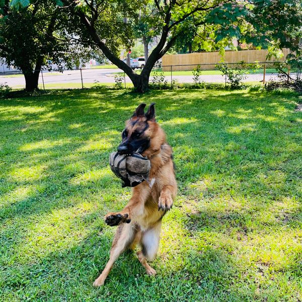 A german shepherd enjoying playtime while being boarded at Dogfather Inn.