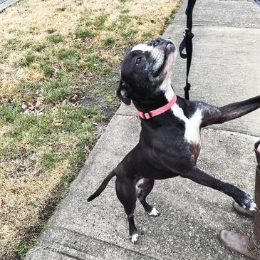 Dog enjoying her walk with her dog walker.