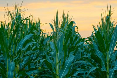 Corn at Sunset