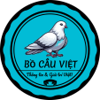 Bồ Câu Việt 
