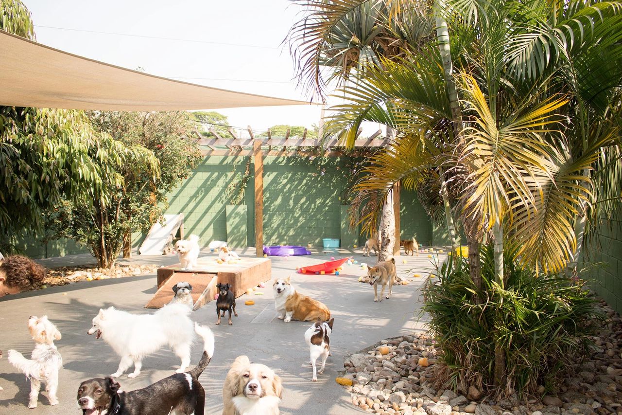 Ponto Dog Creche e hotel para cães em Moema
