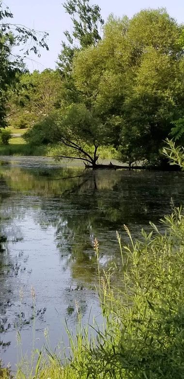 Blue heron at the arboretum. photograph by O.E. Fitzgerald 2019.