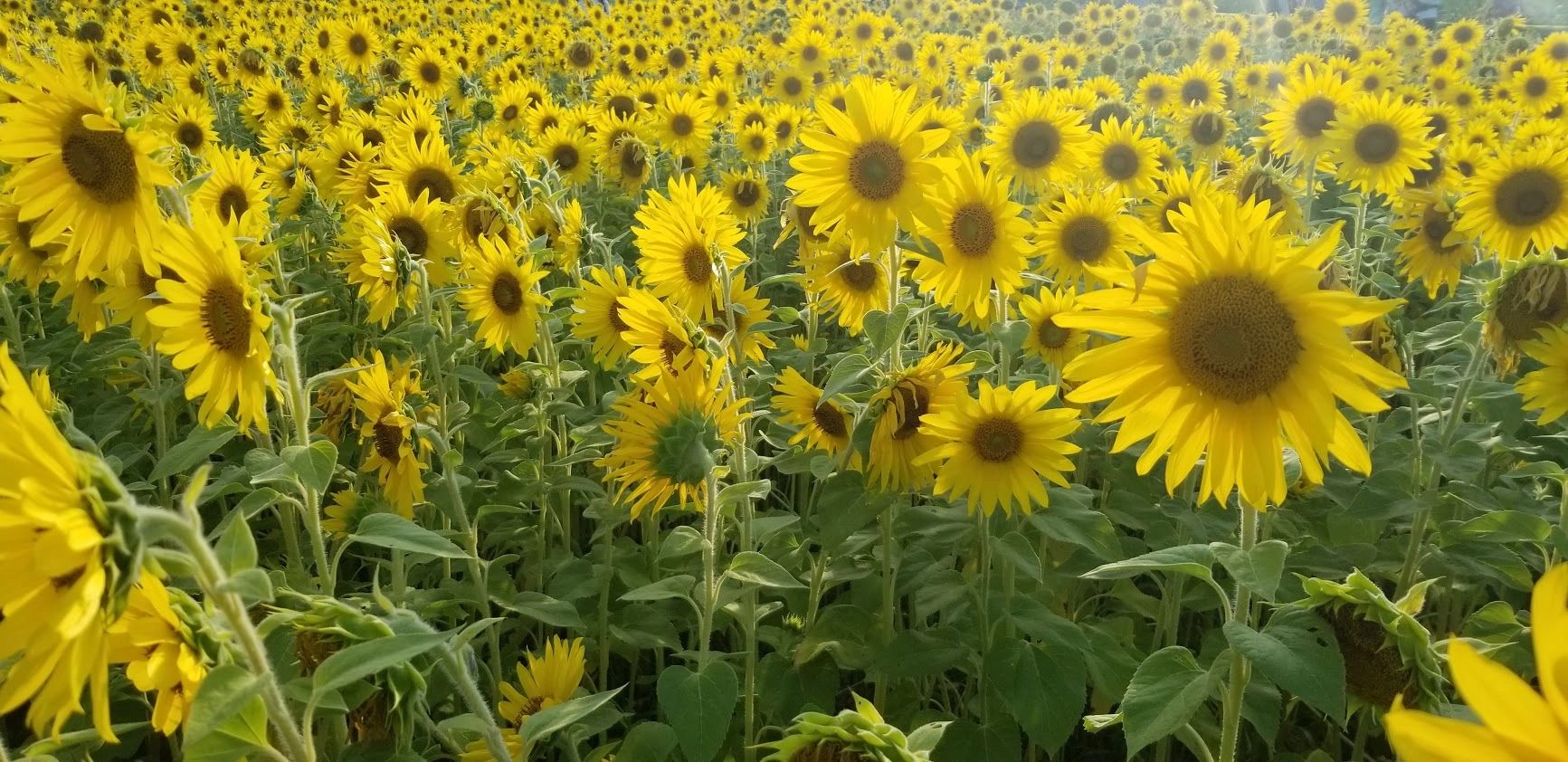 Sunflowers at the Experimental Farm. Photographed by O.E. Fitzgerald 2020.
