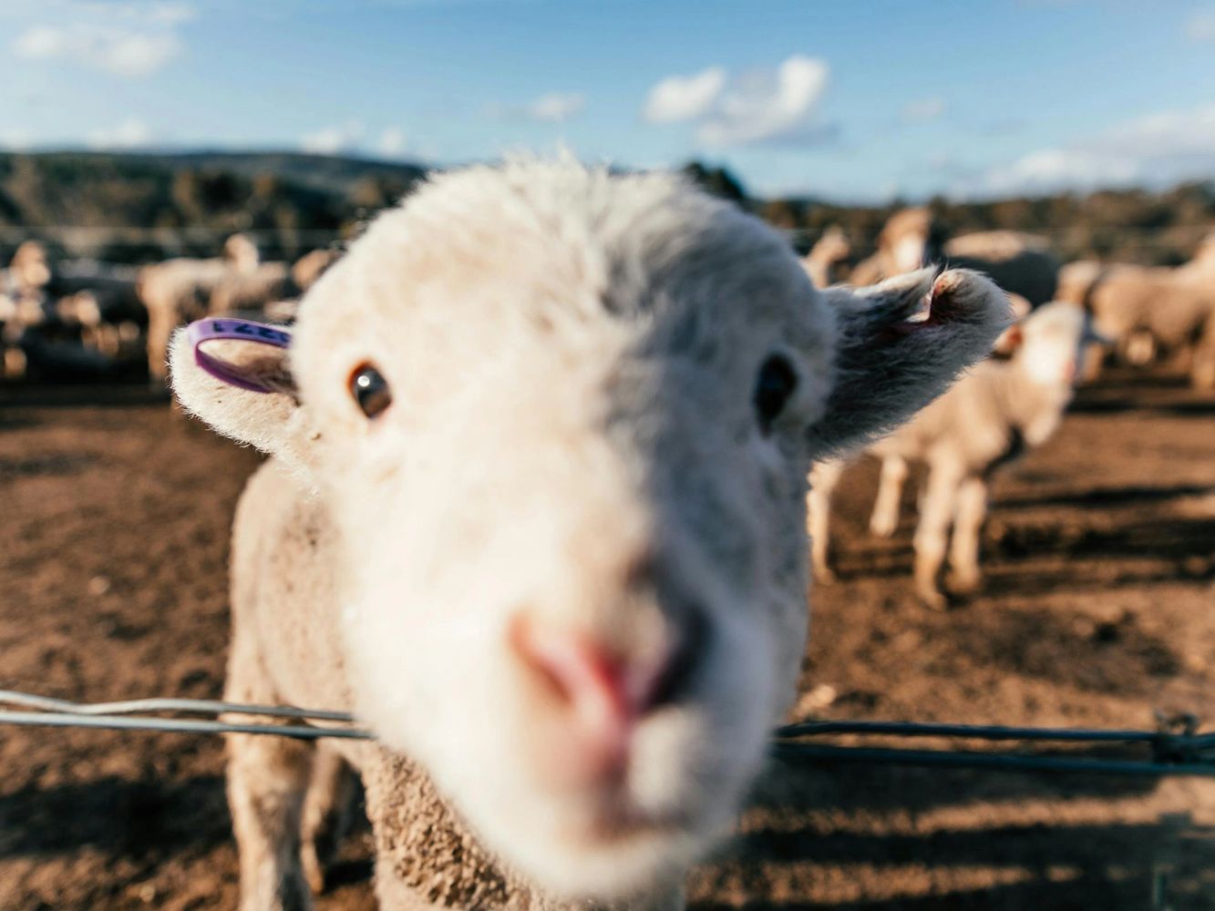 Close up of a baby sheep face looking at you from a large outdoor pen | Rachel Caire on Pexels