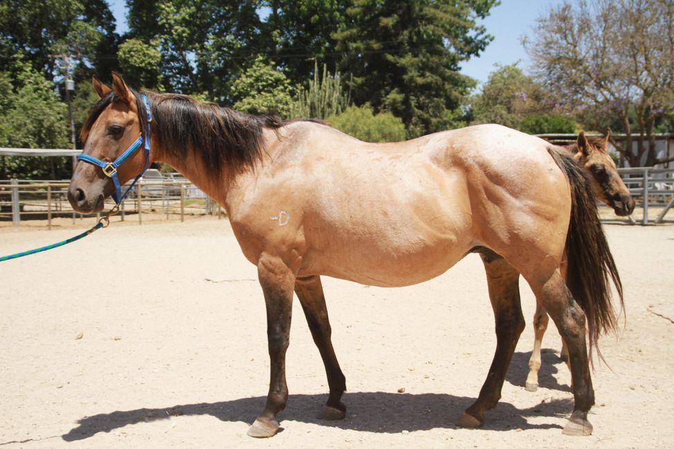 Quarter Horses Sun King Farms