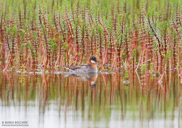 Red-necked Phalarope taken on my trip to Finnmark, Norway in 2011.