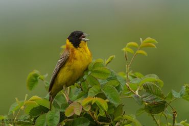 Black-headed Bunting male singing in Rosy Valley, in Central Bulgaria.