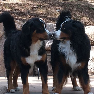 Bernese Mountain Dog Puppies