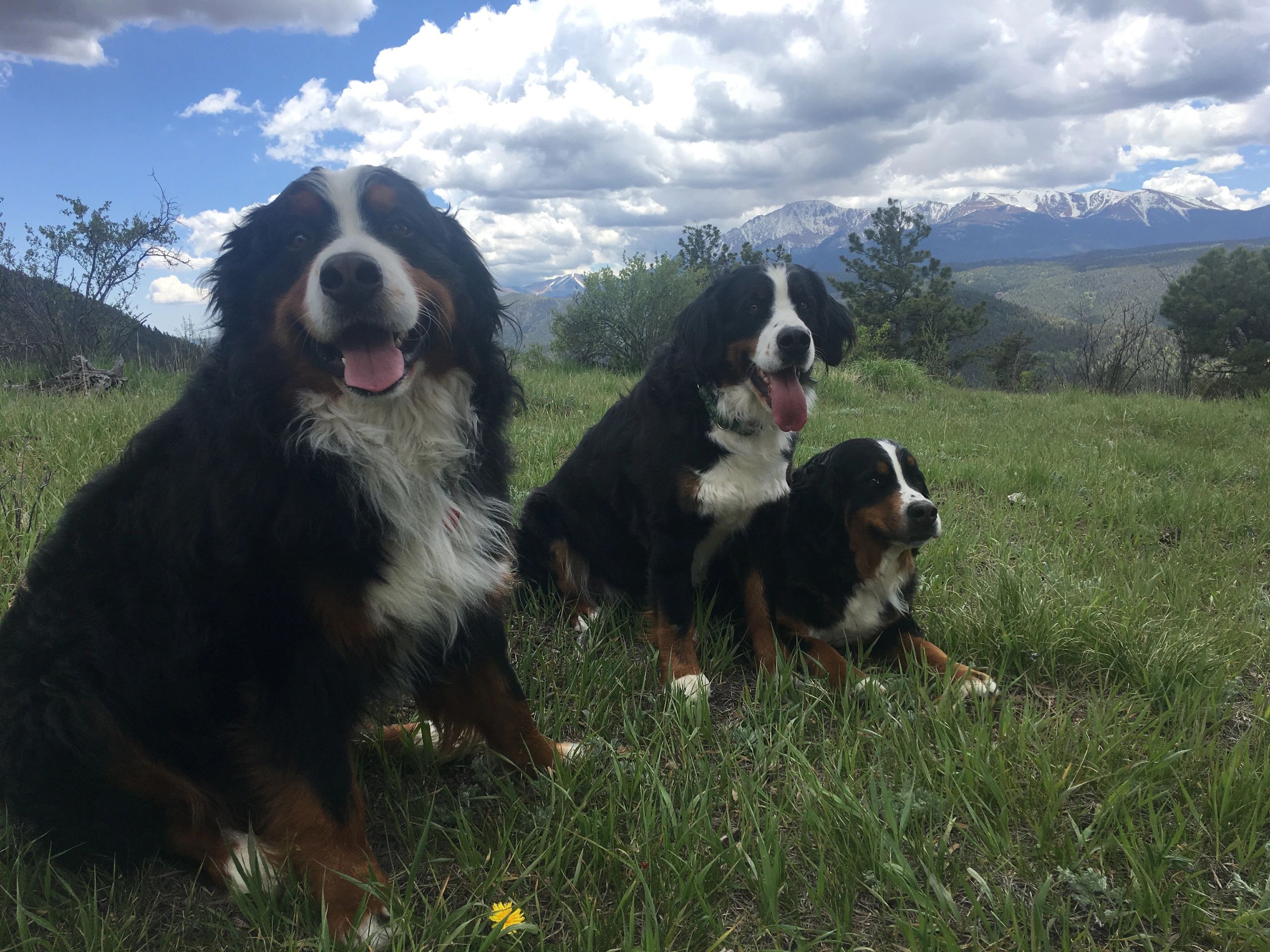 Bernese Mountain Dog Puppies