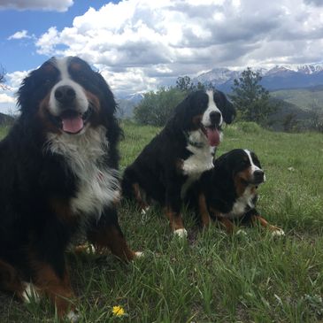 Bernese Mountain Dog Puppies