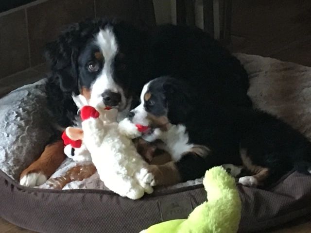 Bernese Mountain Dog Puppies