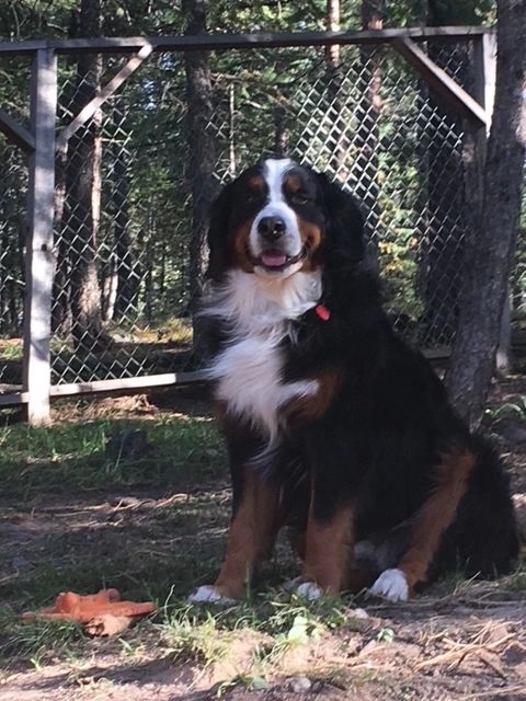 Bernese Mountain Dog Puppies