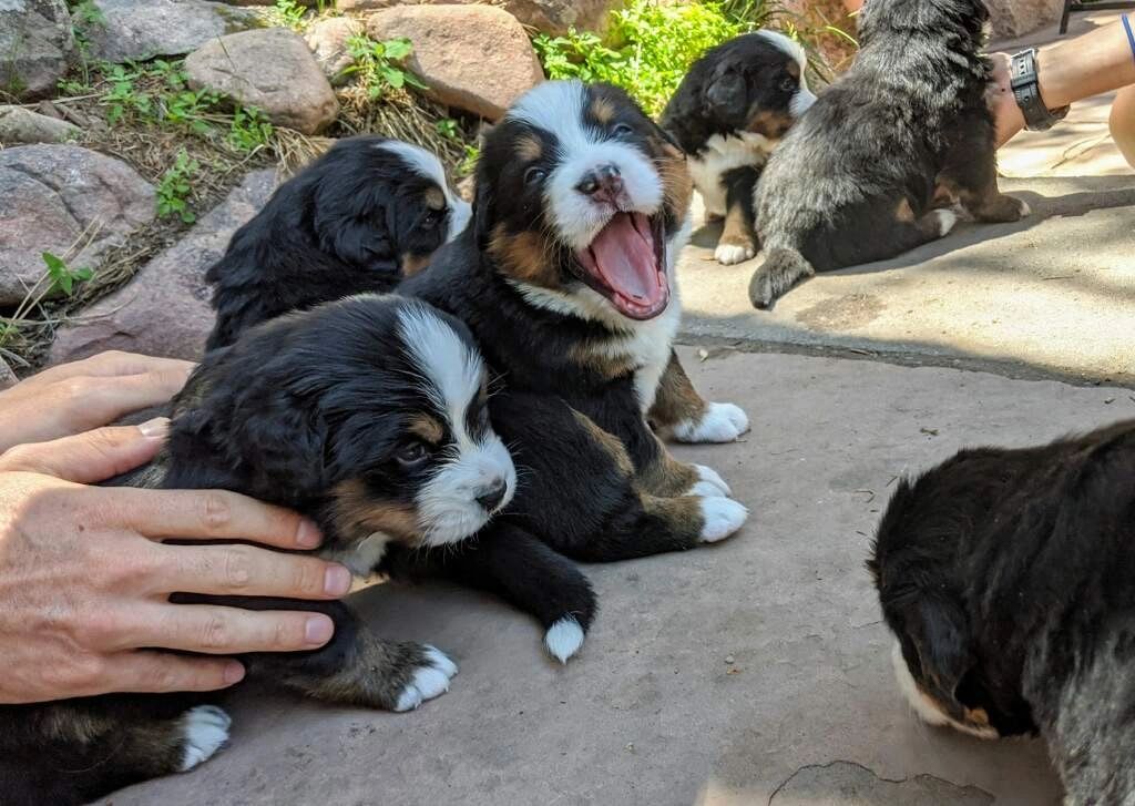 Bernese Mountain Dog Puppies