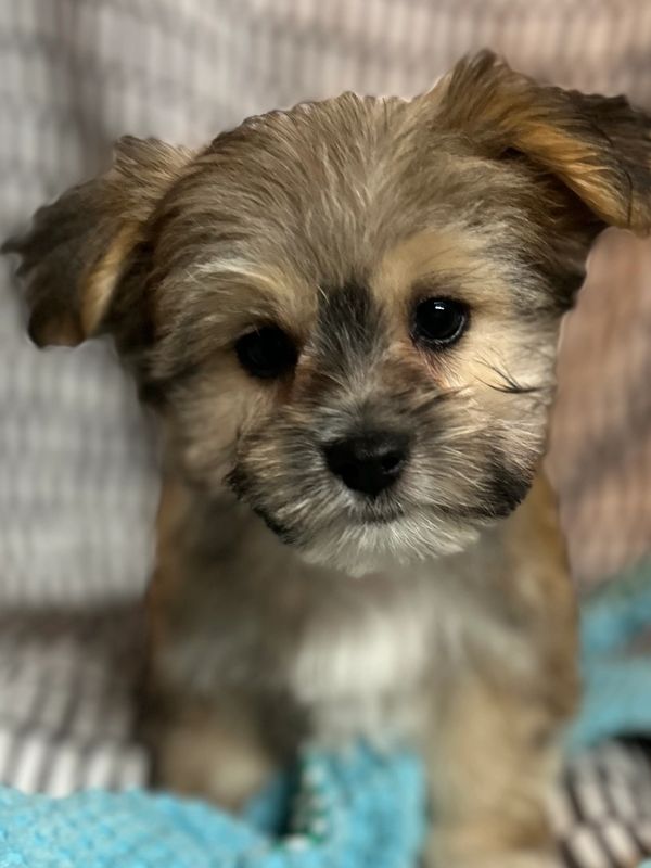 Notre beau Caly: morkie. Une fier ambassadeur Évoluchiot!