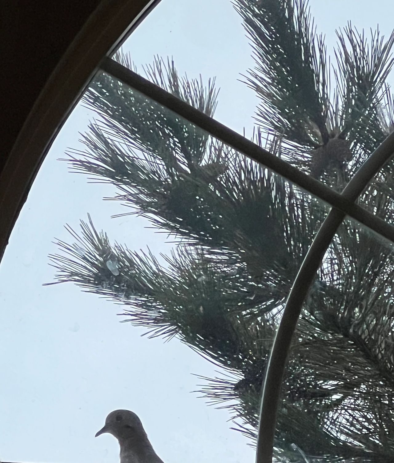 dove in window