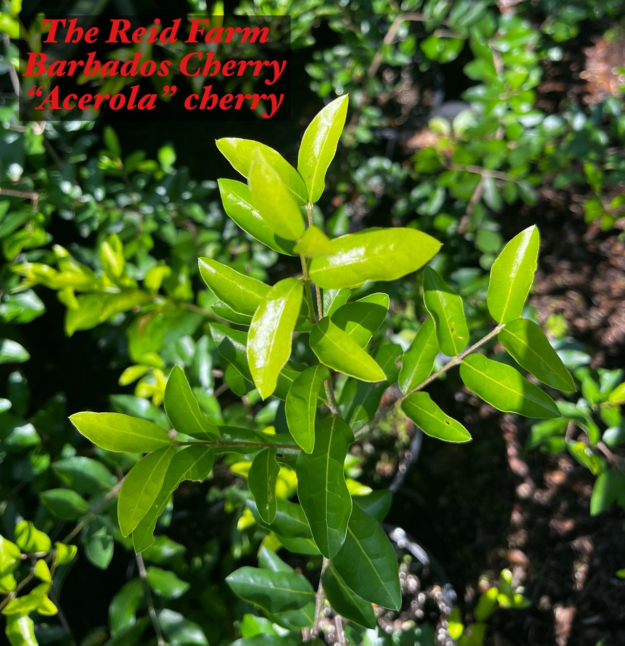 care mint plant Spearmint Plant Care Guide - How to Grow Mentha Spicata