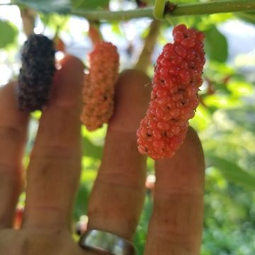 Thai mulberry