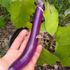 Summer Eggplant