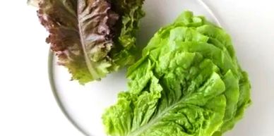 Fresh green and red lettuce leaves on a white plate.