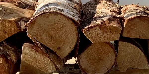Birch logs