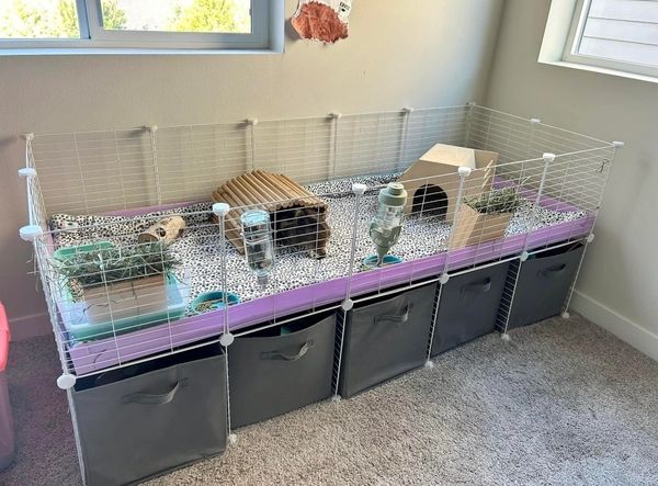 A spacious guinea pig enclosure with cozy hideouts and accessories.