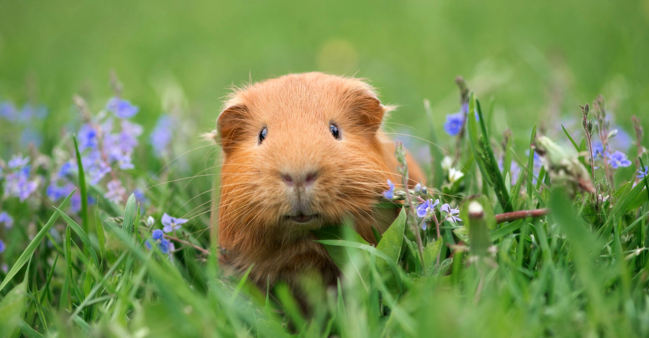 A cute guinea pig peeks through green grass and purple flowers.