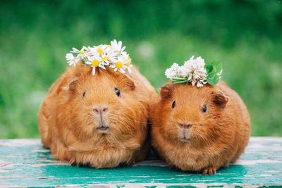 Two guinea pigs wearing flower crowns sit side by side on a wooden surface.
