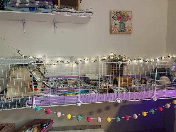 A cozy and decorated guinea pig cage with soft bedding and colorful lights.