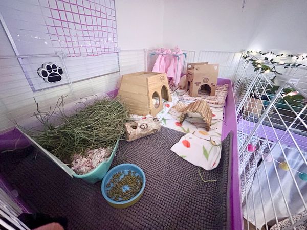 Cozy guinea pig enclosure with hay, food, and hideouts.