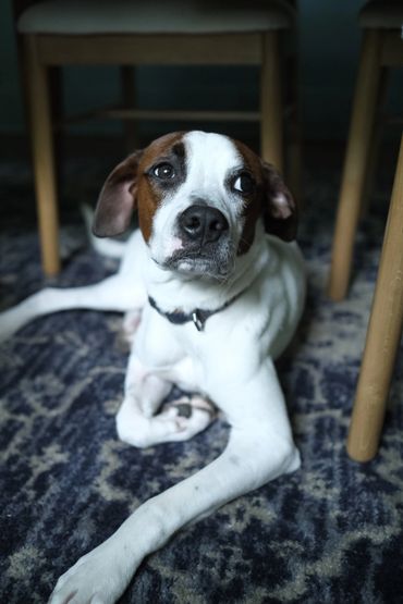 A white dog with brown patches lying on a patterned rug under a chair.