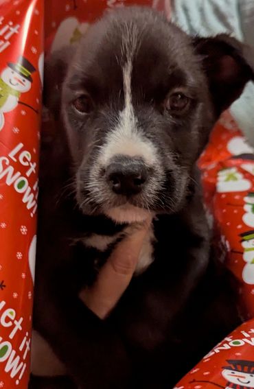 Close-up of a black and white puppy surrounded by festive wrapping paper.