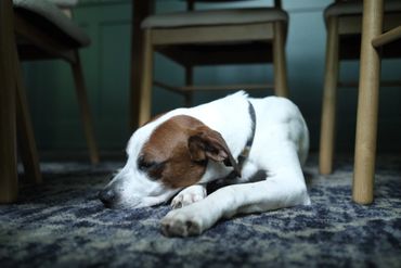 A small dog resting under chairs on a patterned carpet.