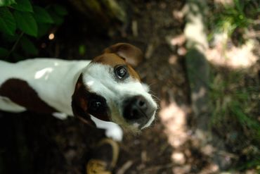 A small dog looking up with curious eyes in a shaded outdoor area.