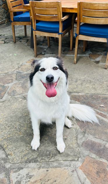 A happy white and black dog sitting on stone floor with tongue out.