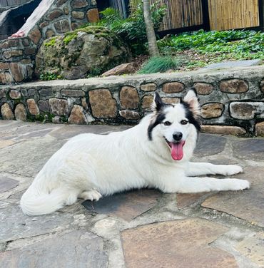A white dog with black markings lying on a stone patio, tongue out.