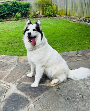 Fluffy white and black dog sitting on stone pavement in a garden.