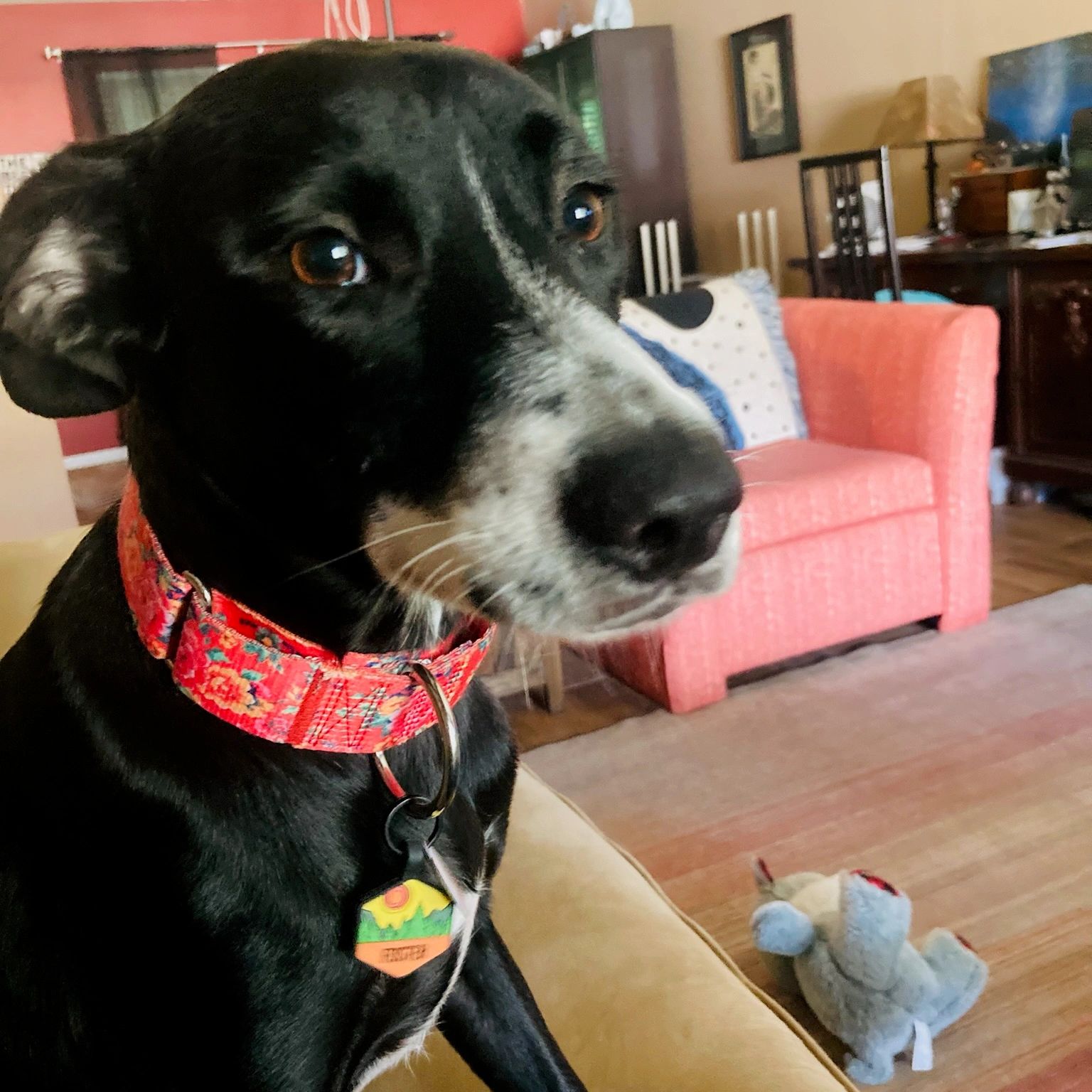 Close-up of a black and white dog wearing a red collar indoors.
