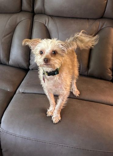 Small fluffy dog standing on a couch.